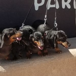 Meet your Posher, Wesley